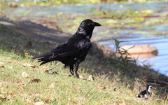 Corvus orru
