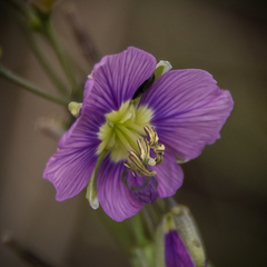 Heliophila rigidiuscula