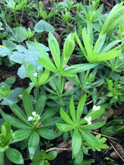 Galium odoratum