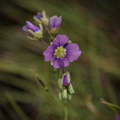 Heliophila rigidiuscula