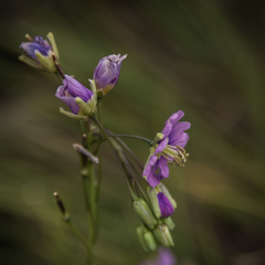 Heliophila rigidiuscula