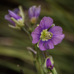 Heliophila rigidiuscula