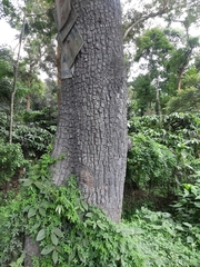 Terminalia elliptica