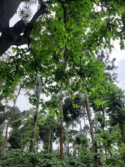 Terminalia elliptica