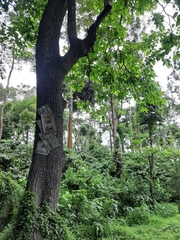 Terminalia elliptica