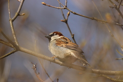 Passer domesticus