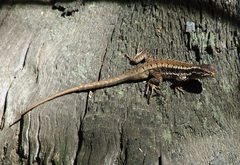 Liolaemus septentrionalis