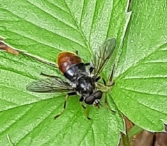 Blera fallax