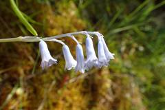 Brimeura amethystina