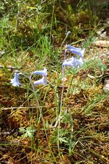 Brimeura amethystina