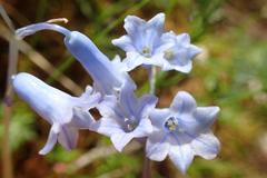 Brimeura amethystina