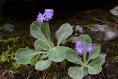 Primula albenensis