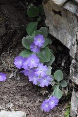 Primula albenensis