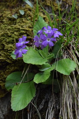 Primula albenensis