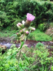 Cirsium japonicum