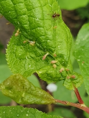 Phyllocoptes eupadi