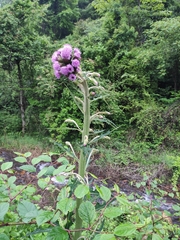 Cirsium japonicum