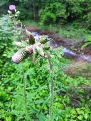 Cirsium japonicum