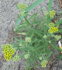 Achillea micrantha