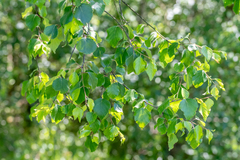 Betula celtiberica