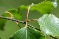 Betula celtiberica