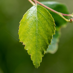 Betula celtiberica