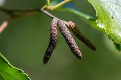 Betula celtiberica