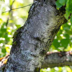 Betula celtiberica