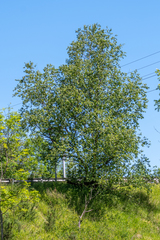 Betula celtiberica