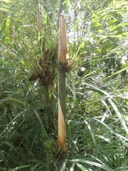 Chusquea longifolia