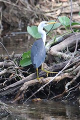 Egretta picata