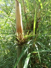 Chusquea longifolia