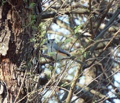 Baeolophus atricristatus