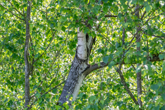 Betula celtiberica