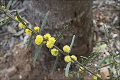 Acacia aspera