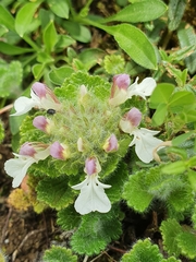 Teucrium pyrenaicum