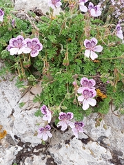 Erodium glandulosum