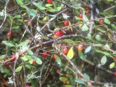 Coprosma rhamnoides