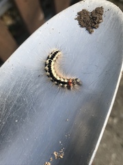 Acronicta euphorbiae