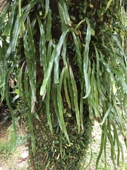 Pyrrosia longifolia
