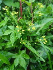 Rorippa indica