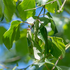 Betula celtiberica