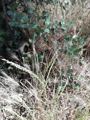 Lolium rigidum