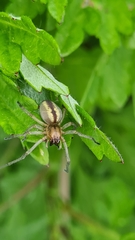 Cheiracanthium erraticum