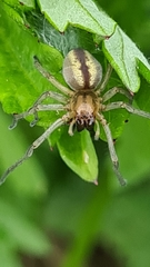 Cheiracanthium erraticum