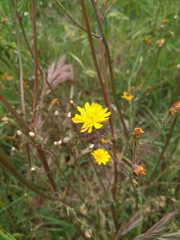 Crepis vesicaria taraxacifolia