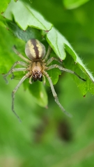 Cheiracanthium erraticum