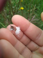 Crepis vesicaria taraxacifolia