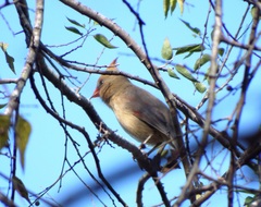 Cardinalis cardinalis