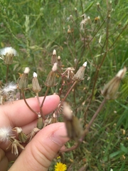 Crepis vesicaria taraxacifolia